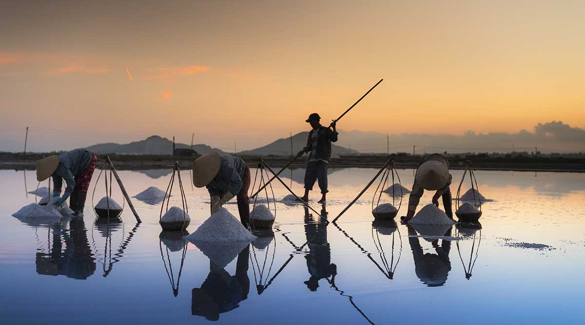 Vietnam-salt-field-havesting