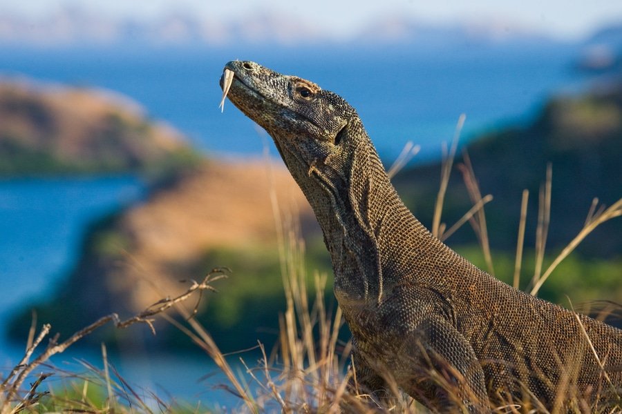 Witness Komodo Dragons